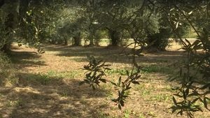 https://www.raicom.rai.it/en/2023/12/16/rai-1-unomattina-in-famiglia-focus-on-calabrian-olive-oil/